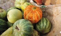 网红大瓜搜索,一场娱乐圈的狂欢与揭秘